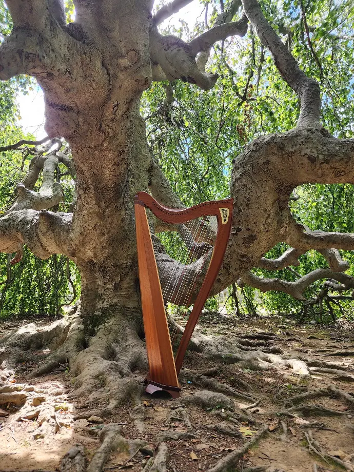 Harp standing amid tree roots